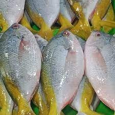 Ikan_Lolosi_Ekor_Kuning_foto