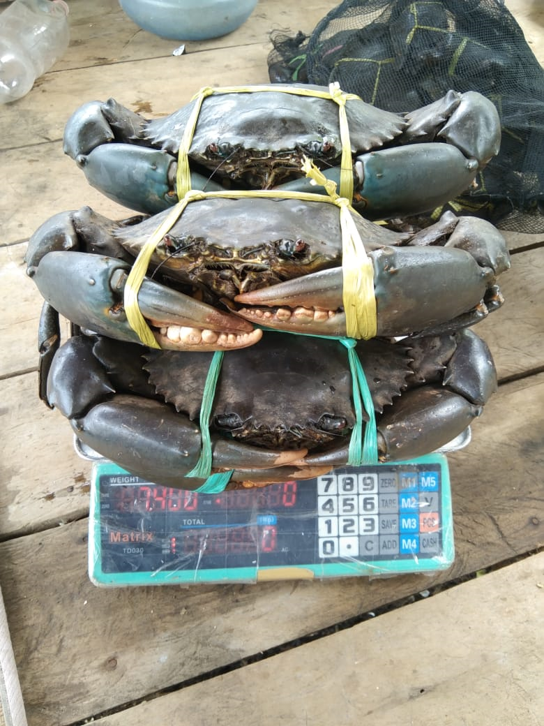 Kepiting_Bakau_foto